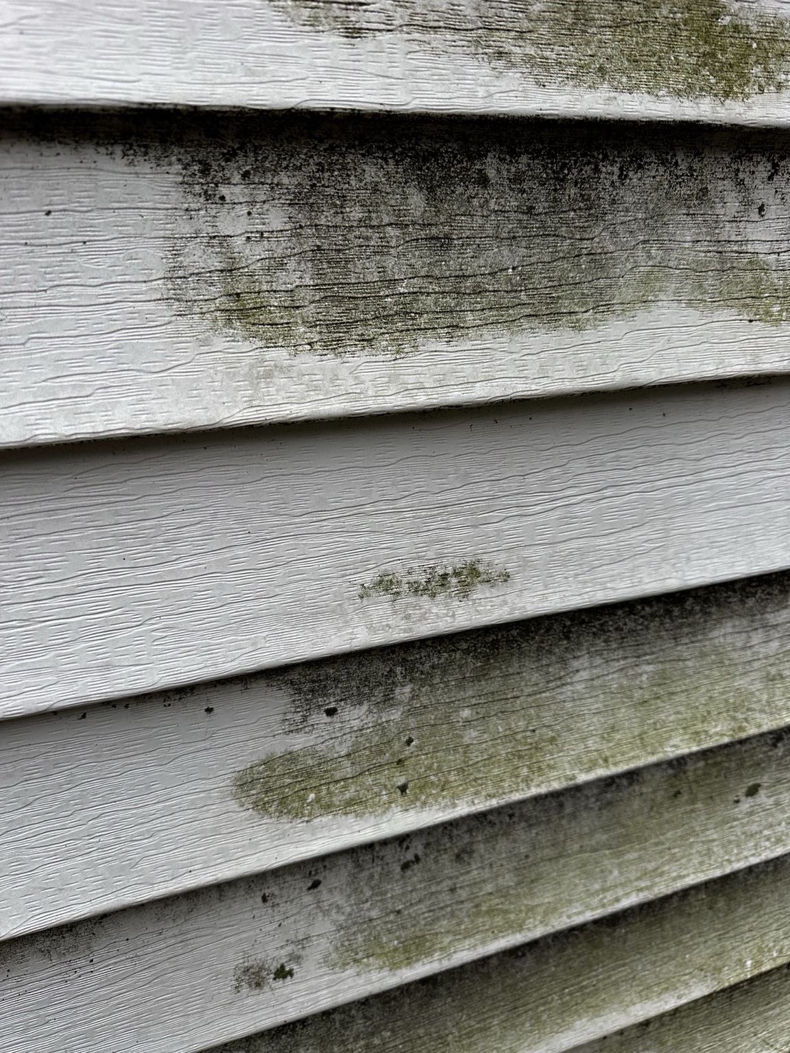 Close-up of green algae and mildew buildup in vinyl siding grooves